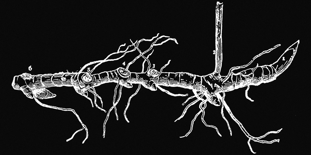 Rhizome sculptural