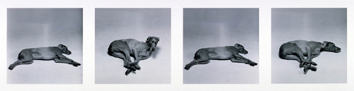 Untitled (Gallop), William Wegman, 1988