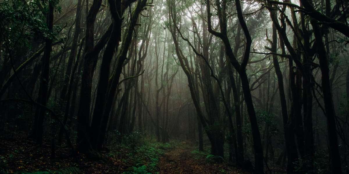 Au cœur de la forêt