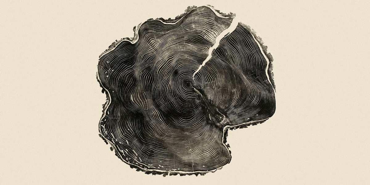 Quel bel arbre !